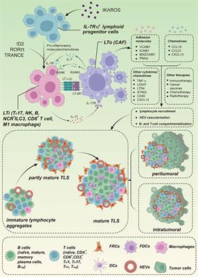 Frontiers | Tertiary Lymphoid Structures Are Critical For Cancer ...